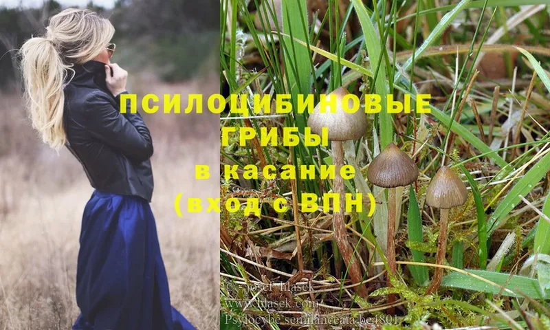 Галлюциногенные грибы мицелий  даркнет сайт  МЕГА ССЫЛКА  Алатырь 